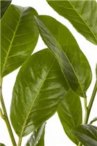  - Prunus laurocerasus 'Rotundifolia'