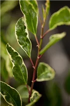  - Prunus lusitanica 'Variegata'