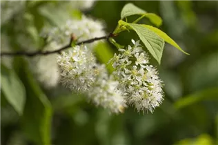  - Prunus maackii 'Amber Beauty'
