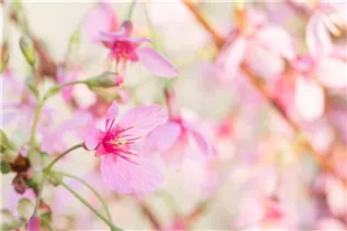  - Prunus 'Okame'