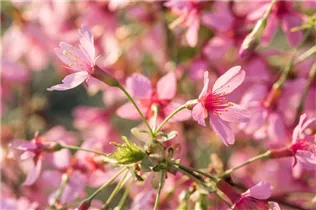  - Prunus 'Okame'