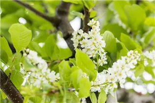 - Prunus padus 'Watereri'  - Prunus padus 'Watereri'