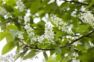  - Prunus padus