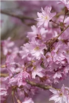 - Prunus subhirtella 'Autumnalis'  - Prunus subhirtella 'Autumnalis'