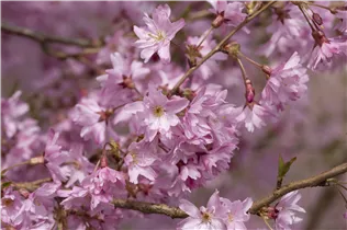  - Prunus subhirtella 'Fukubana'