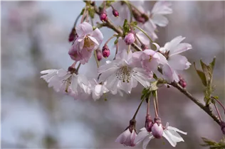  - Prunus subhirtella 'Fukubana'