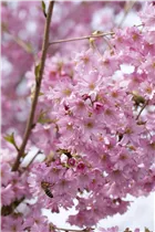  - Prunus subhirtella 'Fukubana'