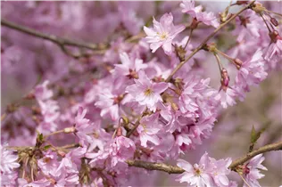  - Prunus subhirtella 'Fukubana'
