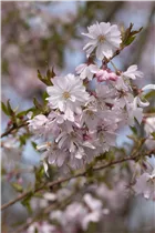  - Prunus subhirtella 'Fukubana'
