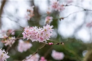  - Prunus subhirtella 'Fukubana'