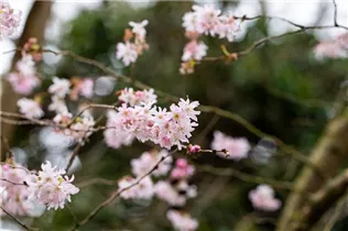  - Prunus subhirtella 'Fukubana'