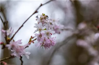  - Prunus subhirtella 'Fukubana'