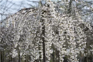 - Prunus subhirtella 'Pendula'  - Prunus subhirtella 'Pendula'
