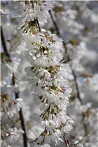 - Prunus subhirtella 'Pendula'  - Prunus subhirtella 'Pendula'