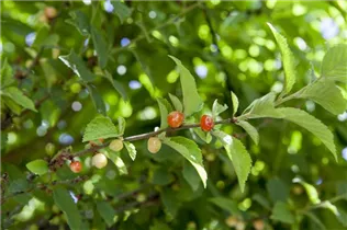 - Prunus tomentosa  - Prunus tomentosa