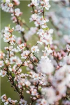 - Prunus tomentosa  - Prunus tomentosa