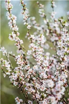 - Prunus tomentosa  - Prunus tomentosa