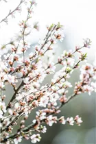 - Prunus tomentosa  - Prunus tomentosa