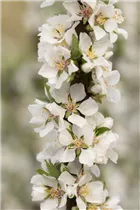 - Prunus tomentosa  - Prunus tomentosa