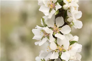 - Prunus tomentosa  - Prunus tomentosa