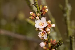  - Prunus tomentosa 'Orient'