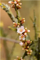  - Prunus tomentosa 'Orient'