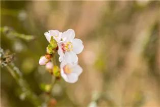  - Prunus tomentosa 'Orient'