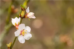  - Prunus tomentosa 'Orient'
