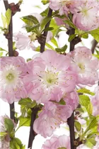 - Prunus triloba  - Prunus triloba