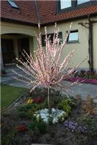 - Prunus triloba  - Prunus triloba