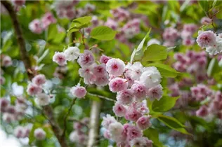 - Prunus triloba  - Prunus triloba