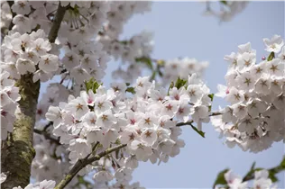 - Prunus x yedoensis  - Prunus x yedoensis