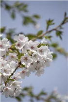 - Prunus x yedoensis  - Prunus x yedoensis