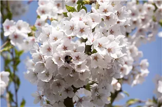 - Prunus x yedoensis  - Prunus x yedoensis
