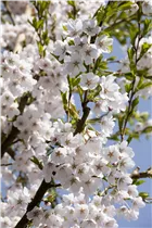 - Prunus x yedoensis  - Prunus x yedoensis