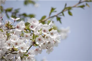 - Prunus x yedoensis  - Prunus x yedoensis