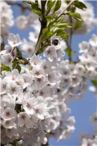 - Prunus x yedoensis  - Prunus x yedoensis