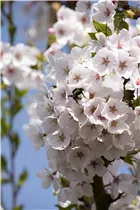 - Prunus x yedoensis  - Prunus x yedoensis