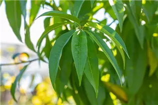  - Prunus persica var. persica 'Revita'®