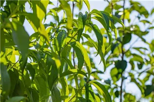  - Prunus persica var. persica 'Revita'®