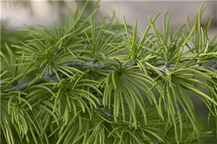 - Pseudolarix amabilis  - Pseudolarix amabilis