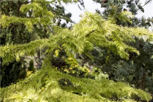 - Pseudolarix amabilis  - Pseudolarix amabilis