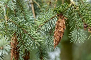  - Pseudotsuga menziesii 'Blue Wonder'