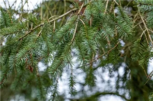  - Pseudotsuga menziesii 'Blue Wonder'