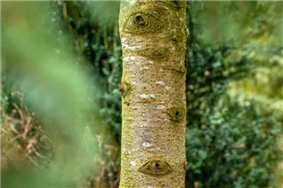  - Pseudotsuga menziesii 'Blue Wonder'