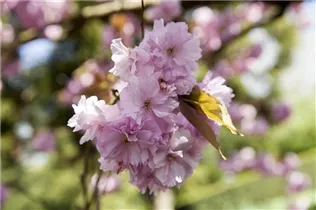 - Prunus sargentii  - Prunus sargentii