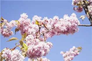 - Prunus sargentii  - Prunus sargentii