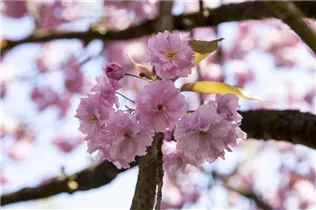 - Prunus sargentii  - Prunus sargentii