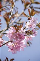 - Prunus sargentii  - Prunus sargentii