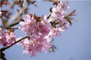 - Prunus sargentii  - Prunus sargentii